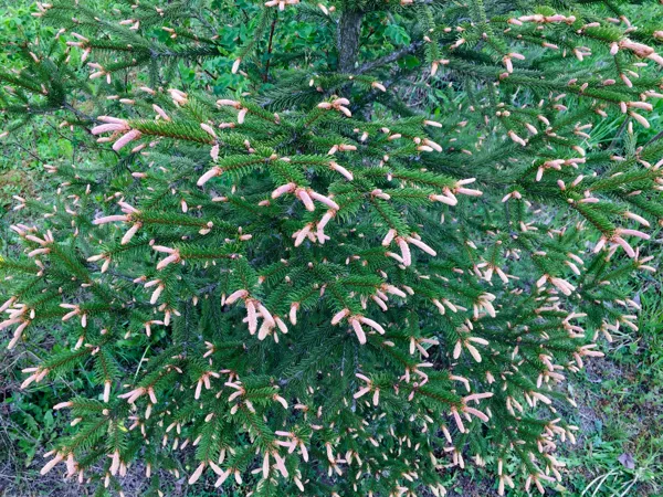 Picea abies 'Rosea Spicata'