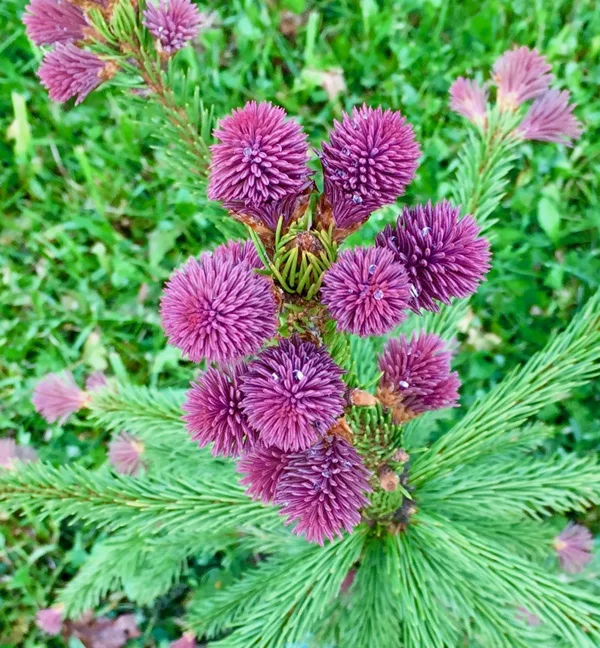 Picea abies 'Rubra Spicata'