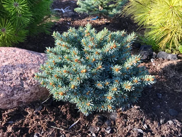 Picea engelmanii 'Busch's Lace'