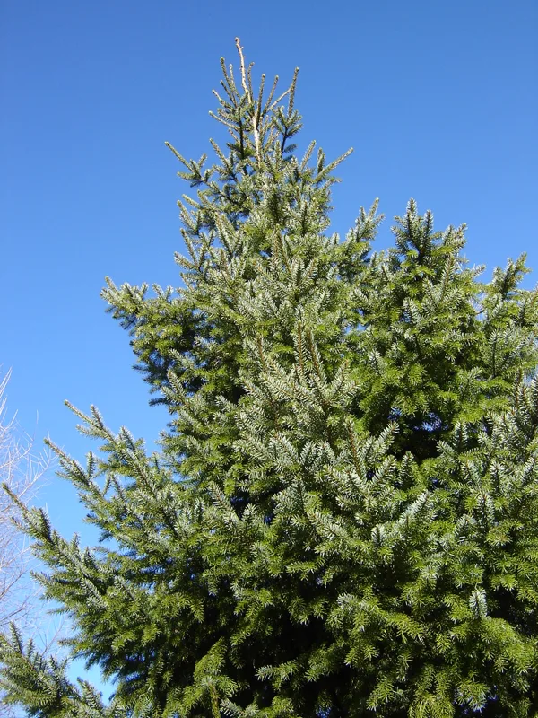 Picea omorika