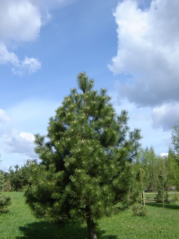 Pinus nigra var. austriaca