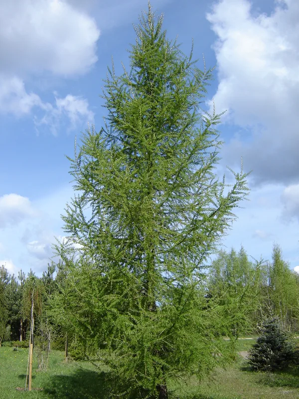 Larix kaempferi
