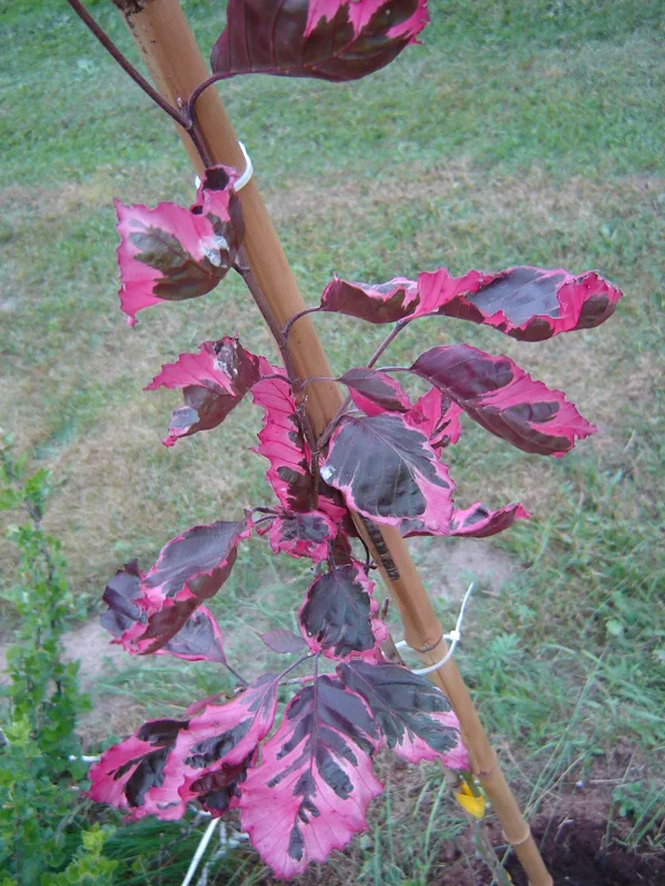 Fagus sylvatica 'Roseomarginata' / ‘Purpurea Tricolor’