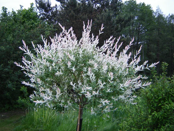 Salix integra 'Hakuro Nishiki'