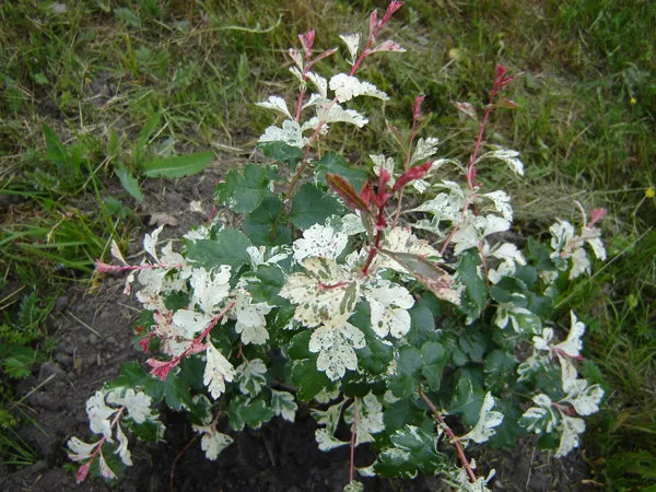 Crataegus laevigata 'Gireoudii'