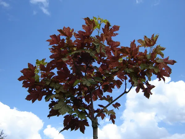 Acer pseudoplatanus 'Esk Sunset'
