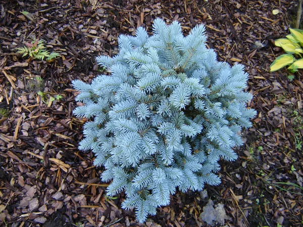 Picea pungens 'Glauca Globosa'