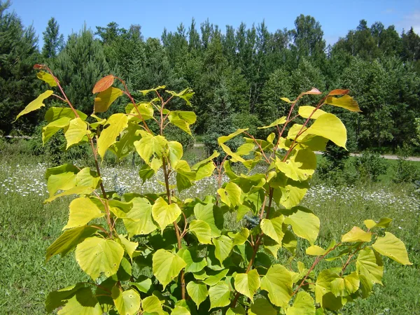 Tilia europaea 'Wratislaviensis'