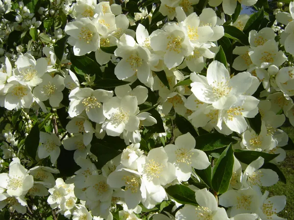 Philadelphus coronarius