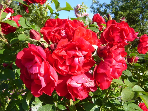 Rosa rugosa 'Hansaland'