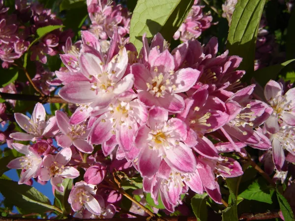 Deutzia hybrida 'Strawberry Fields'