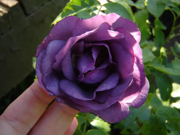 Rosa 'Rapsody in Blue'