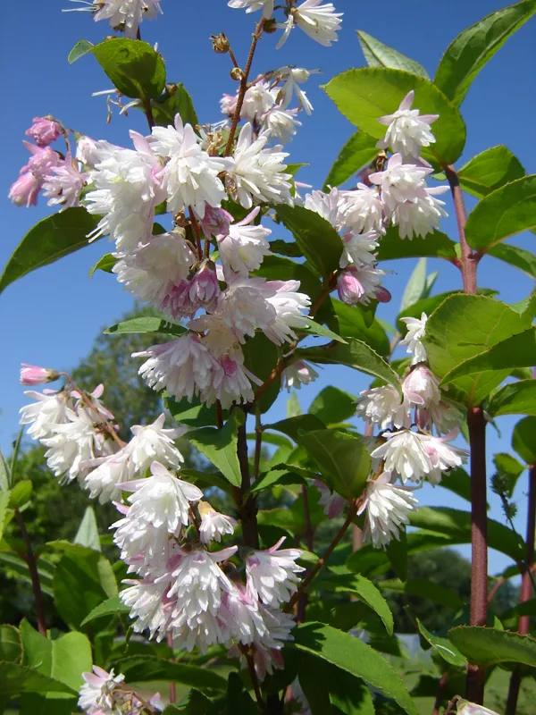 Deutzia 'Pride of Rochester'