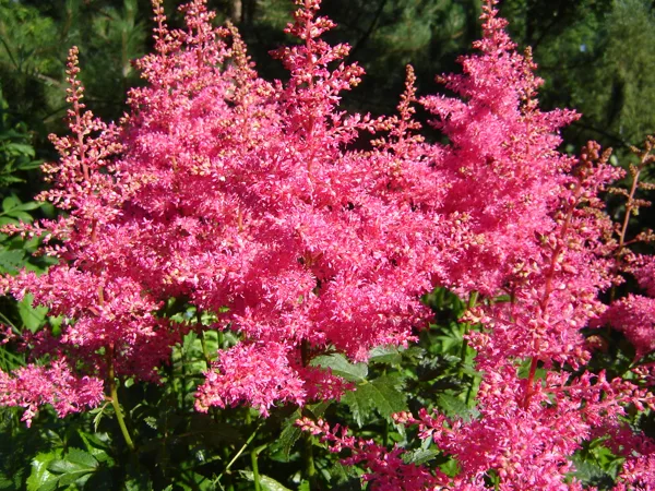 Astilbe