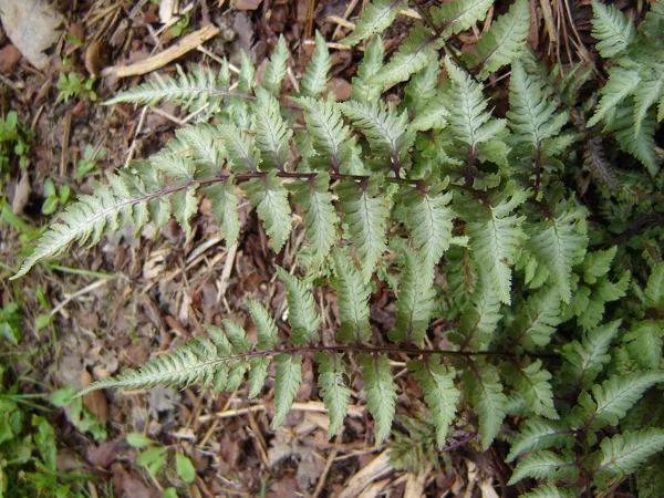Athyrium niponicum var.pictum ‘Ursulas Red’