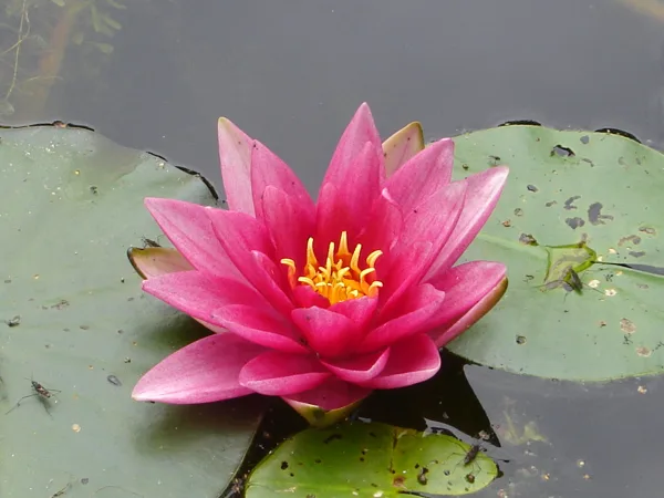 Nymphaea ‘Fabiola’ 