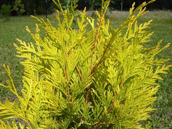 Thuja plicata 'Goldy 4 ever'