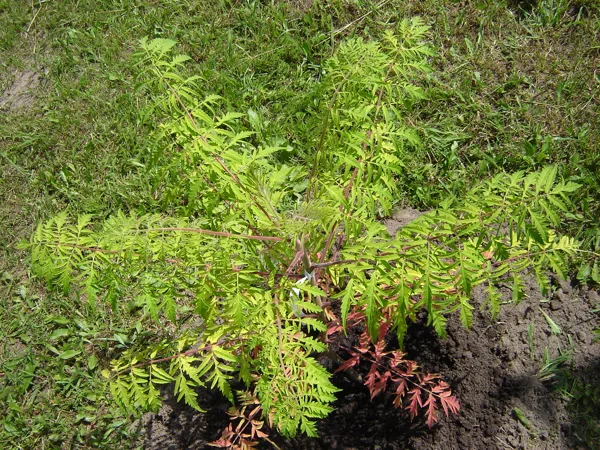 Rhus typhina ‘Tiger Eyes’ / ‘Bailtiger’ 