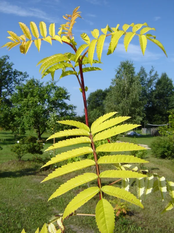 Sorbus aucuparia ‘Dirkenii’