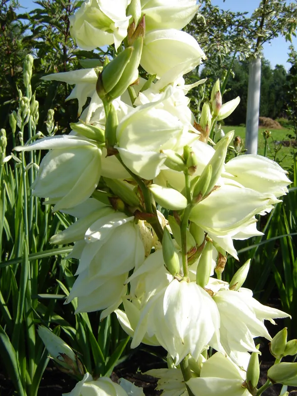 Yuka filamentosa