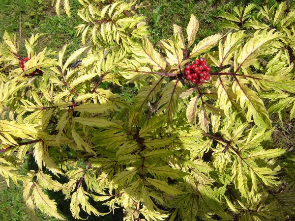 Sambucus racemosa 'Plumosa Aurea'