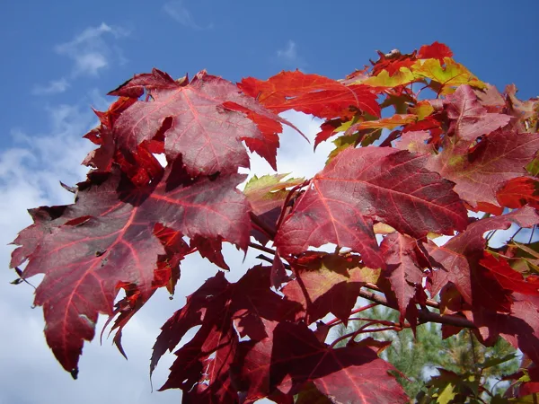 Acer freemanii 'Autumn Fantasy'
