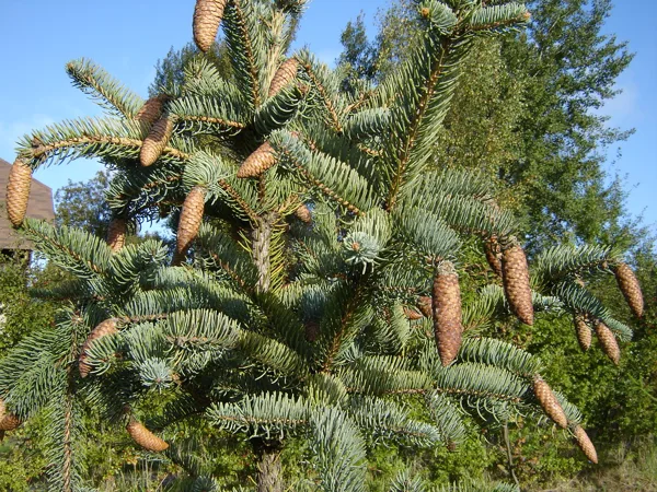 Picea asperata 'Mayeri'