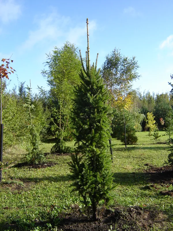 Picea abies 'Cupressina'