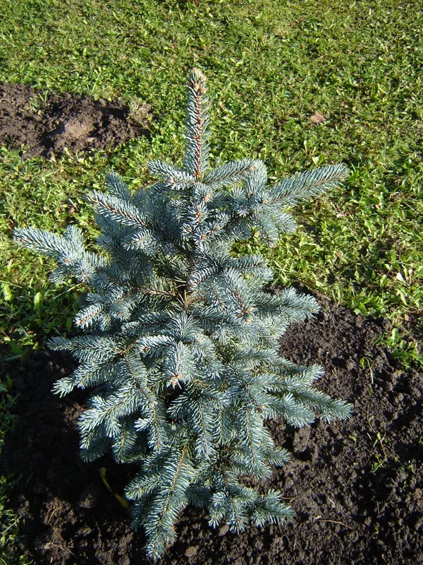 Picea pungens