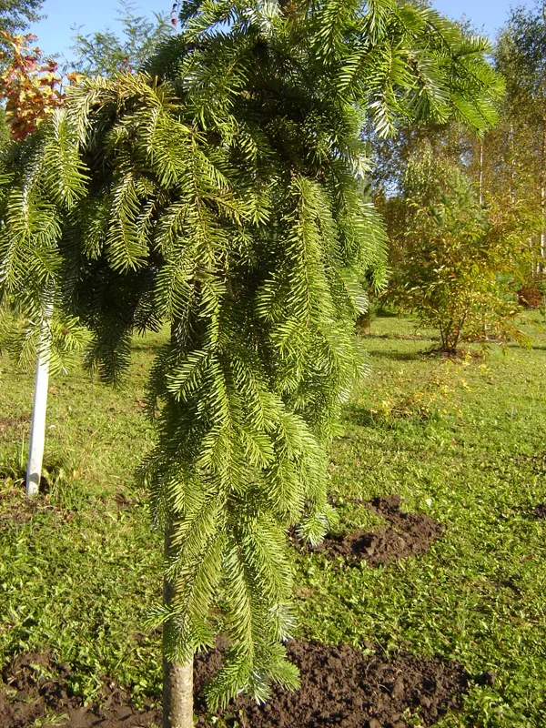 Abies veitchii ‘Pendula’