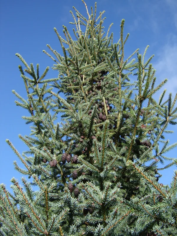 Picea mariana