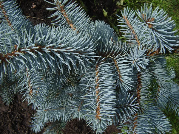 Picea pungens 'Endtz'