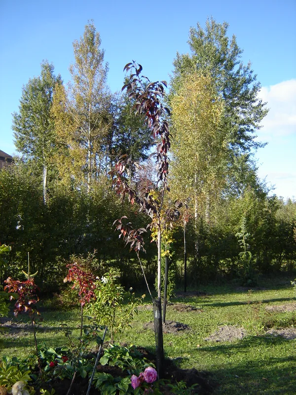 Cerasus serrulata (Prunus serrulata) ‘Royal Burgundy’