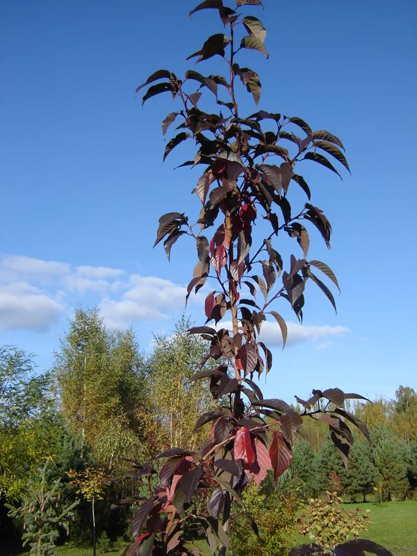 Cerasus serrulata (Prunus serrulata) ‘Royal Burgundy’