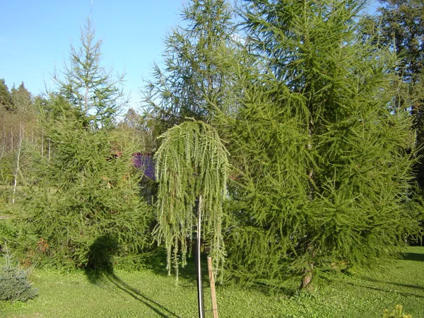 Larix decidua ‘Pendula’