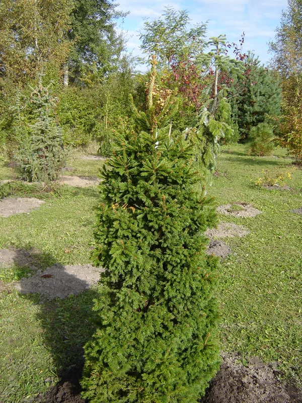 Picea abies 'Dundanga'