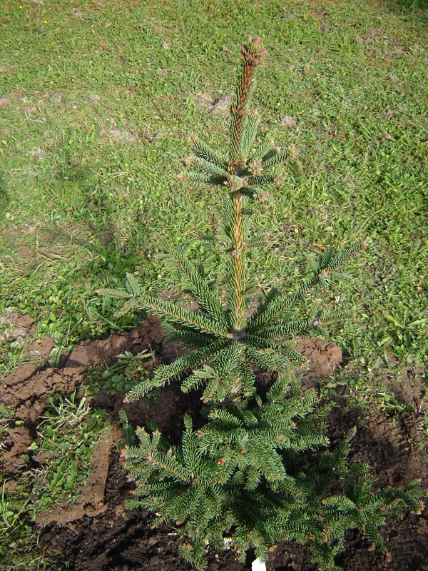 Picea abies 'Eremita'