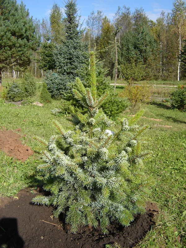 Picea omorika 'Zuckerhut'