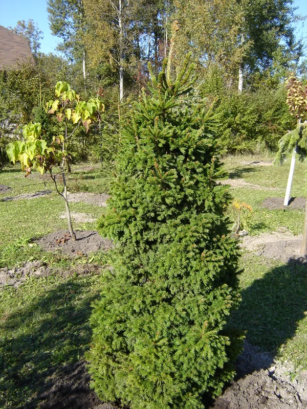 Picea abies 'Dundanga'