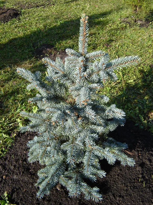 Picea pungens