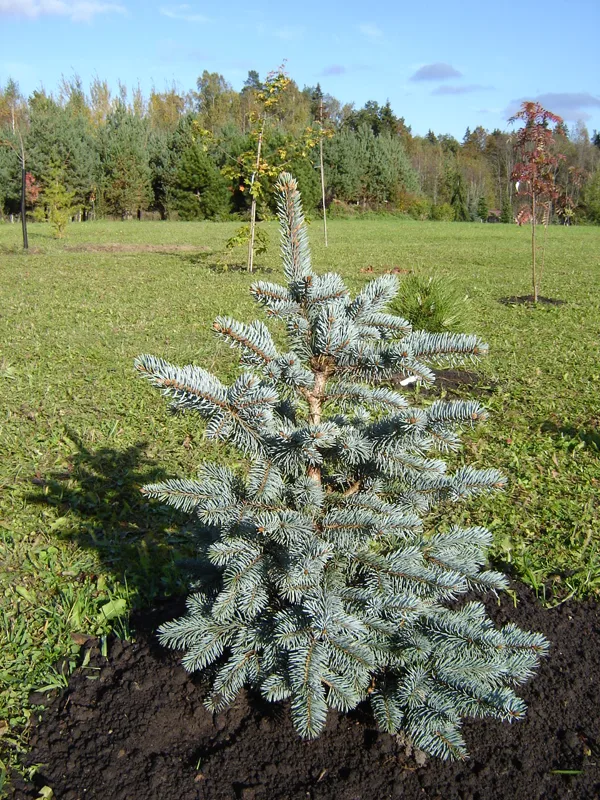 Picea pungens