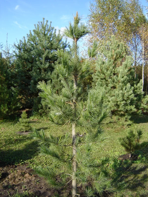 Pinus sibirica