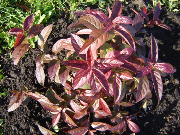 Itea virginica ‘Henry's Garnet’