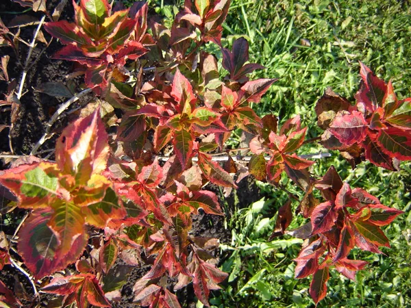 Weigela florida ‘Kolmagira’ / ‘Magical Rainbow’
